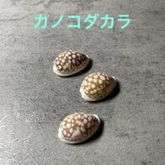 카노 코다카라 ① 다카라가이 조개 천연 조개 컬렉션 씨 아트 레진 아트