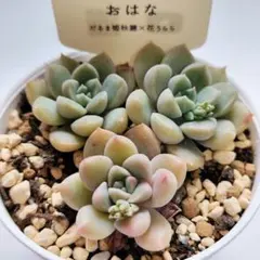 ꕤclara*様 リクエスト 3点 まとめ商品