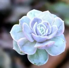 2025年最新】ブルーサプライズ 多肉の人気アイテム - メルカリ