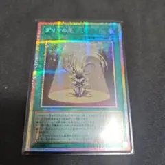 プリマの光