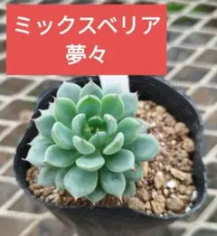 2025年最新】おらいさん苗の人気アイテム - メルカリ