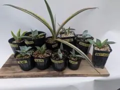 アガベ８株セット 2025年最新】アガベ 子株 セットの人気アイテム - メルカリ