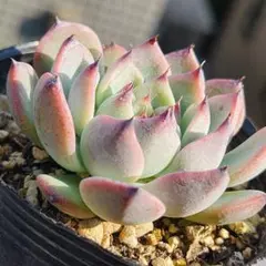 多肉植物✿ 紅月錦 抜き苗 カット苗 ❁⃘*.゜7.5cmポット 斑入り・斑