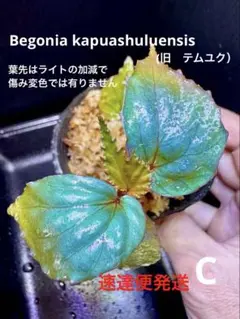 専用カプアスフルエンシス Begonia【旧テムユク】ベゴニア　原種　大きめ　A 専用カプアスフルエンシス Begonia【旧テムユク】ベゴニア 原種 大きめ