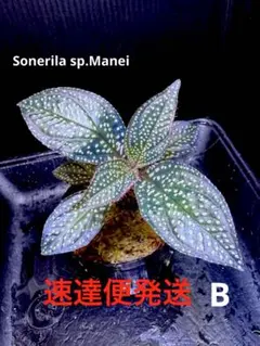 特価！Sonerila sp.Manei ソネリラ　マーメイ B