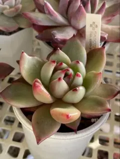 原種　リンゼアナ　発根済 2026年最新】リンゼアナの人気アイテム - メルカリ