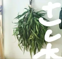 ユーカリ 枝 レモンユーカリ 挿し木