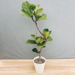 現品］50番 カシワバゴムノキ フィカスリラータ 曲がり 7号 観葉植物