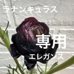 2026年最新】ラナンキュラス イカロスの人気アイテム - メルカリ