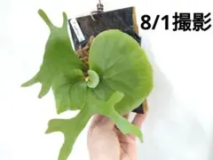 ビカクシダ リドレイ 胞子培養3株 すぐに板付できる順化済みセット