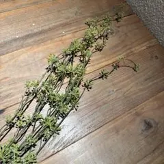R7年10月採種 九州産完全無農薬無肥料自然栽培 神の草日本山人参の種