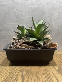 2025年最新】剣竜 アガベの人気アイテム - メルカリ