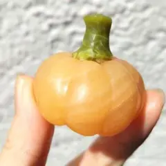 オレンジカルサイト　かぼちゃ　Sサイズ 小　カボチャ　南瓜　ハロウィン