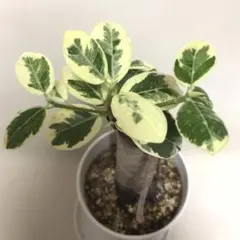 2025年最新】パンダガジュマル 斑入りの人気アイテム - メルカリ