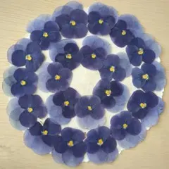 No.1632 ビオラの押し花 パープルツートン ／押し花素材