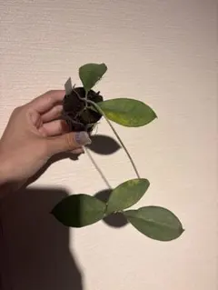Hoya ischnopusのサムネイル
