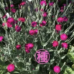 Atraiyu  (ᵔᴥᵔ)様 リクエスト 2点 まとめ商品