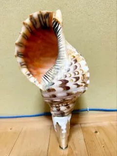 法螺貝 超特大 約42cm級 超重量級 約1.6kg ホラガイ ホラ貝 ほら貝