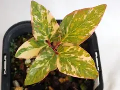 katsu様 リクエスト 2点 まとめ商品