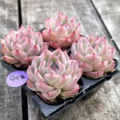 NEW❗️942多肉植物　エケベリア　ピンククリスタル　抜き苗　4苗セット❣️
