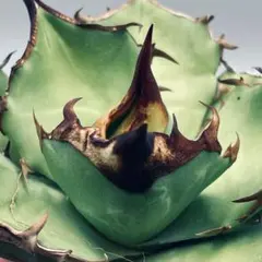 2026年最新】白犀の人気アイテム - メルカリ