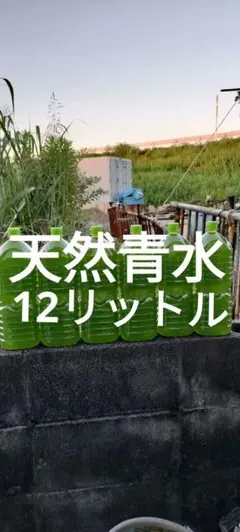 グリーンウォーター12リットルメダカ稚魚飼育水のサムネイル