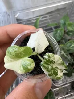 アロカシア メロ アルボ 斑入り 脇芽あり - メルカリ