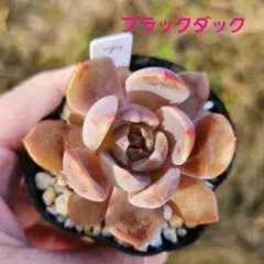 2025年最新】優木園の人気アイテム - メルカリ