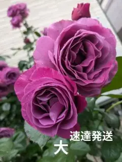 青バラ苗 ブルーインパルス - メルカリ