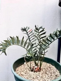 正規輸入種子1粒 エンセファラルトス ホリダス ドワーフ エンセファラルトス ホリダス ドワーフ 種子 1粒 horridus