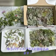 多肉カット苗詰合せのサムネイル