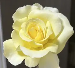薔薇苗(四季咲き大輪)のサムネイル
