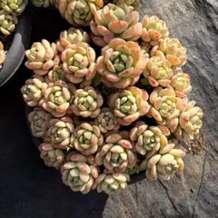 ぴょんすけ様 リクエスト 2点 まとめ商品