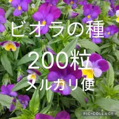 [1129]　ビオラの種　200粒　紫