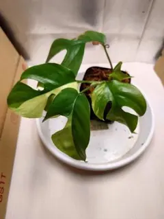 kuualoha0127様 リクエスト 2点 まとめ商品