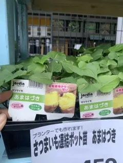 高尾涼太さん様専用ベジさつまいも苗セット