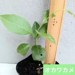 オカワカメ　抜き苗　C 2026年最新】おかわかめ苗の人気アイテム - メルカリ