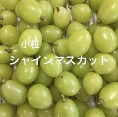 2025年最新】シャインマスカット苗の人気アイテム - メルカリ