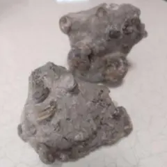 アンモナイト化石