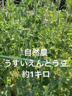 新鮮 収穫したて うすいエンドウ 産地直送のサムネイル