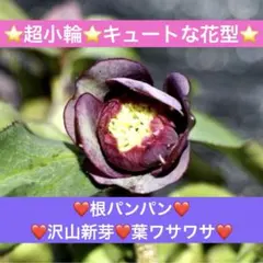 2025年最新】大木ナーセリーの人気アイテム - メルカリ