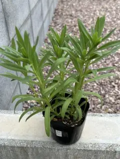 ゆきうさ様 リクエスト 2点 まとめ商品