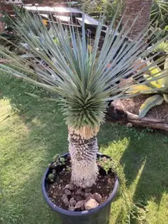 プヤ　ベヌスタ　希少　7頭　群生　ドライガーデン　耐寒性あり　ユッカ　アガベ プヤ ベヌスタ 希少 7頭 群生 ドライガーデン 耐寒性あり ユッカ