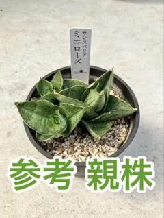 サンスベリア ミニローズ 希少 珍しい 鉢 ストーン調 観葉植物 - メルカリ