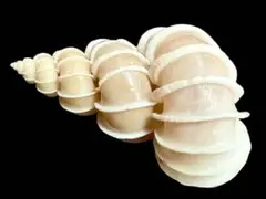 オオイトカケ（イトカケガイ科） 5.49cm