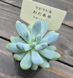 ①多肉植物 セダム ★わたあめ★ 抜き苗のサムネイル
