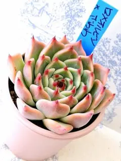 2025年最新】札付きエケベリアの人気アイテム - メルカリ