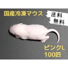 2026年最新】冷凍マウスの人気アイテム - メルカリ
