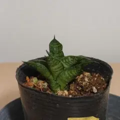 2025年最新】サンスベリア 希少の人気アイテム - メルカリ