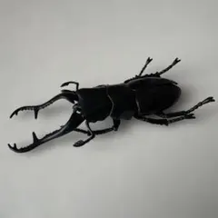 ラフェルトノコギリクワガタ 野外品 標本 - メルカリ